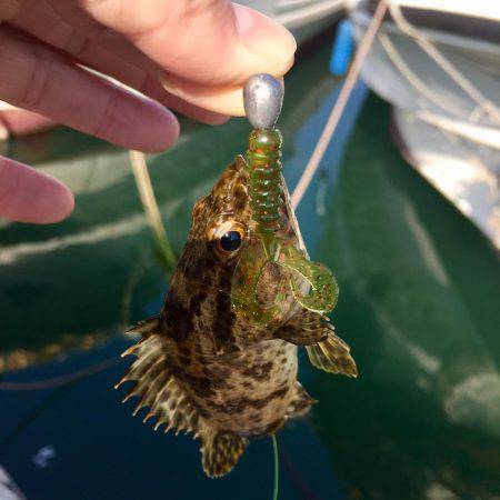 タケノコメバリング