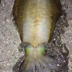 今シーズンラストアオリ！？