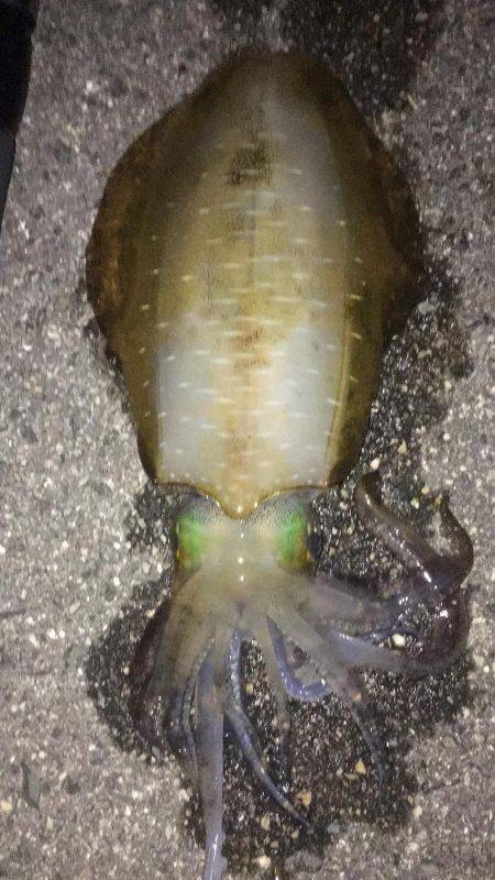 今シーズンラストアオリ！？