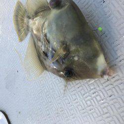 レンタルボートでカワハギゲーム