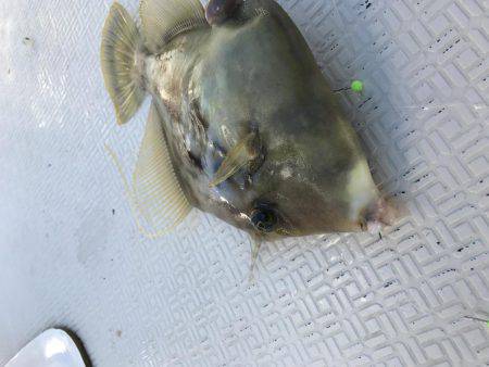 レンタルボートでカワハギゲーム