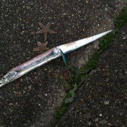 夕方のタチウオ