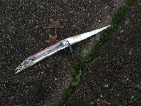 夕方のタチウオ