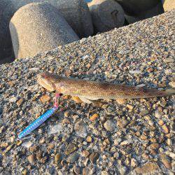 早朝のタチウオ