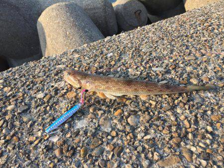 早朝のタチウオ