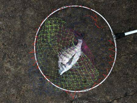 久しぶりの円錐ウキ