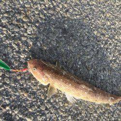 夕方のショアジグ