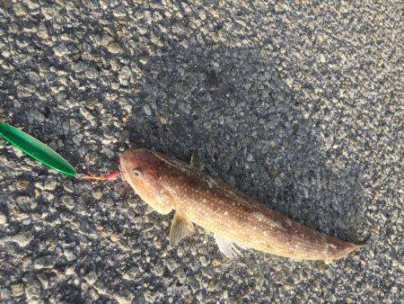 夕方のショアジグ