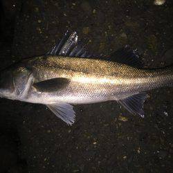 久々の淀川シーバス