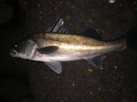 久々の淀川シーバス