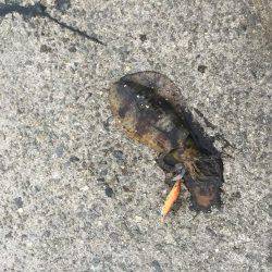 超湾内エギング