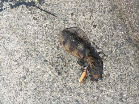 超湾内エギング