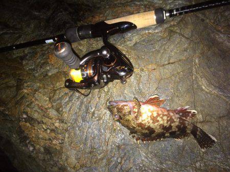 ガシリングからのエギング