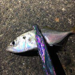 アジングのはずが…