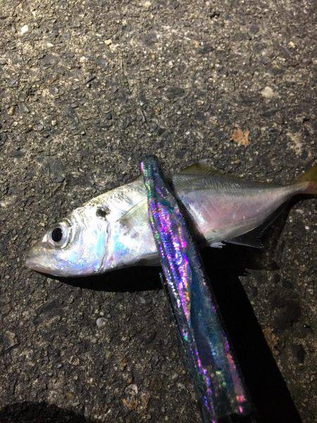 アジングのはずが…