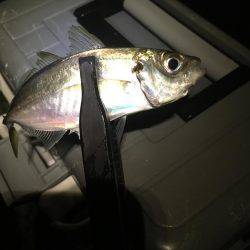 チョットだけアジング…