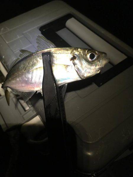 チョットだけアジング…