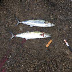 太刀魚不発ですが・・・