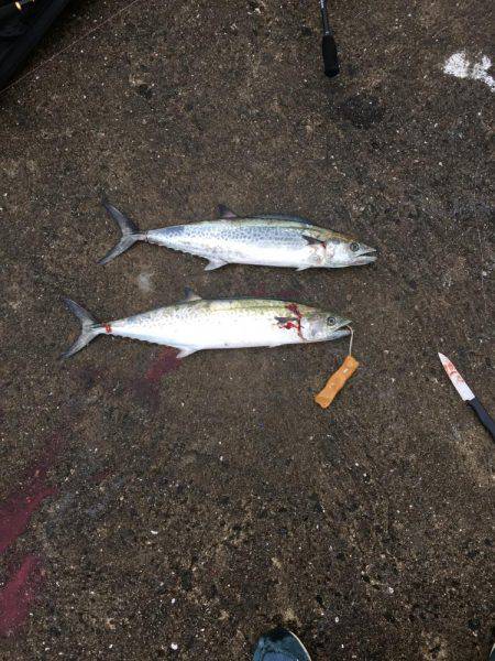 太刀魚不発ですが・・・