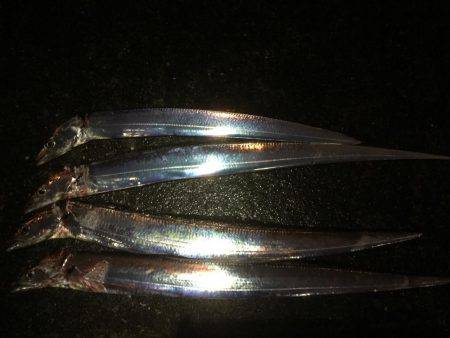 雨上がりのタッチー求めて！