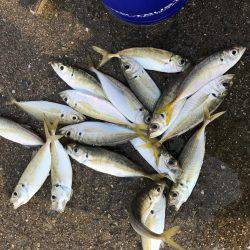 アジしかいないの？