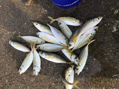 アジしかいないの？