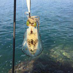 デイエギングでアオリイカ