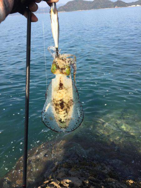 デイエギングでアオリイカ