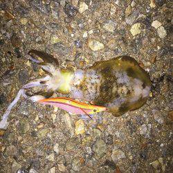 海水温の高いところで