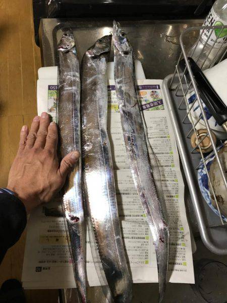 太刀魚さんまだいたの？