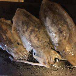 久々のアジング