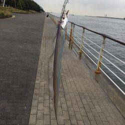 初投稿タチウオ