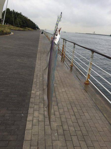 初投稿タチウオ