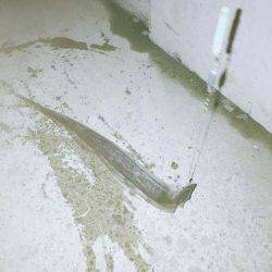 太刀魚狙いが…