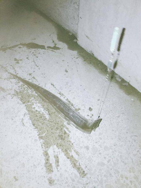 太刀魚狙いが…