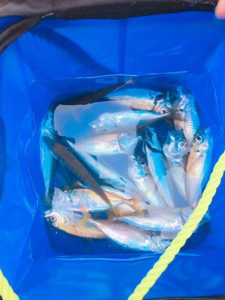 またもやサビキ釣り