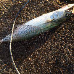 南港周辺のマイポイントで朝練