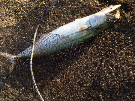 南港周辺のマイポイントで朝練