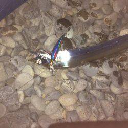 久しぶりの遠征