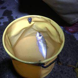 太刀魚とサビキ