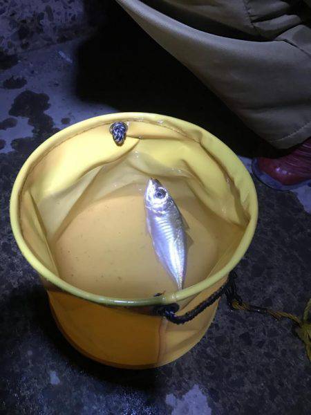 太刀魚とサビキ