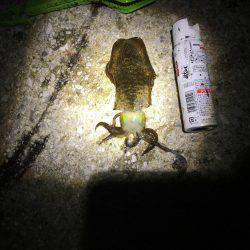 タチウオ狙いに行ったけど