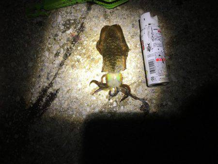 タチウオ狙いに行ったけど