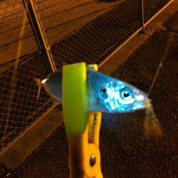 タチウオ&アジング