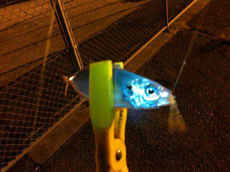 タチウオ&アジング