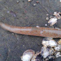 サゴシ釣れたー