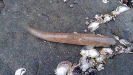 サゴシ釣れたー