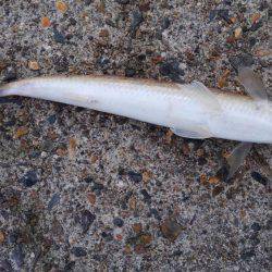 エソしかおらん