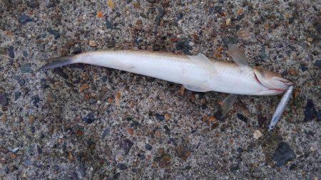 エソしかおらん