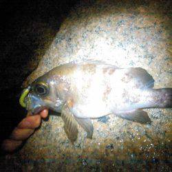 泉南メバル調査